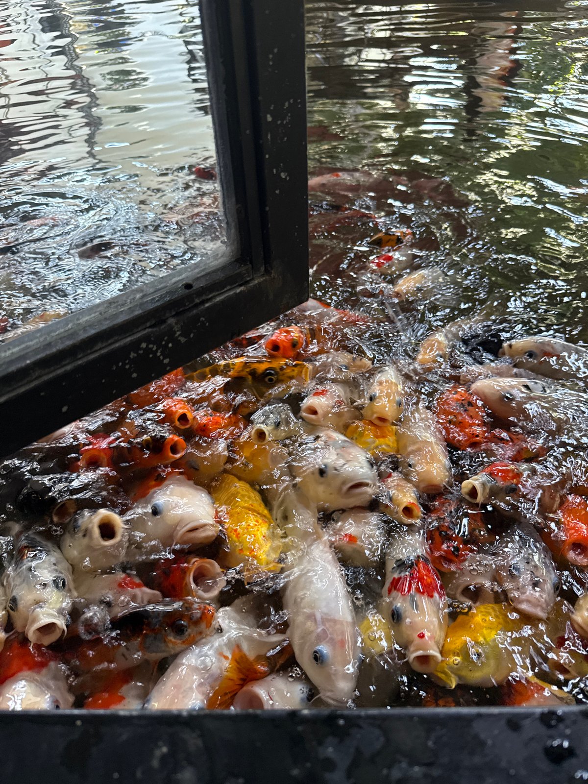 Koi ponds, temple courtyards, and cafe-hopping in Nha Trang