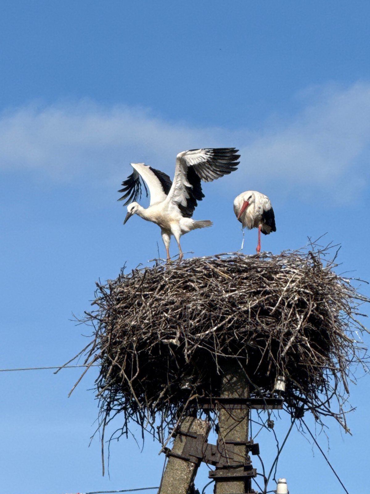 Two storks nesting on a utility pole in rural Lithuania