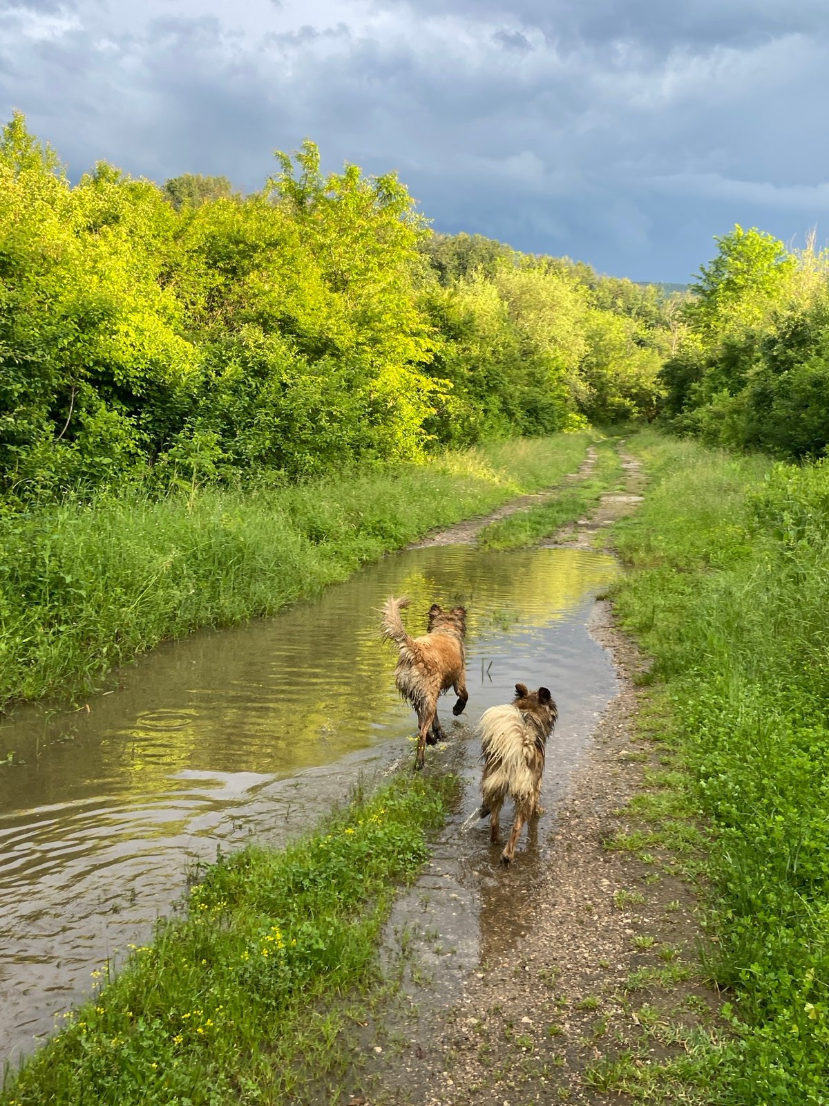 Dogs play in muddy stream on rural Bulgarian path