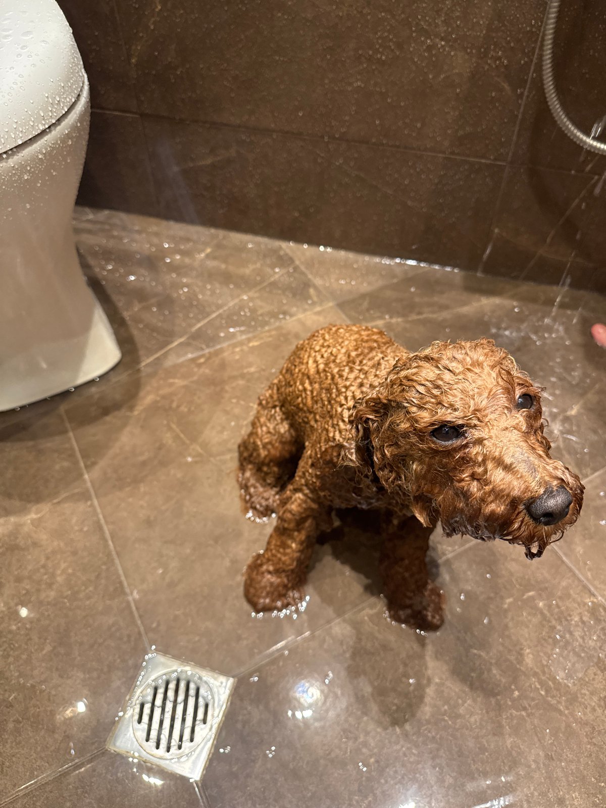 Wet poodle sits on bathroom floor in Sofia