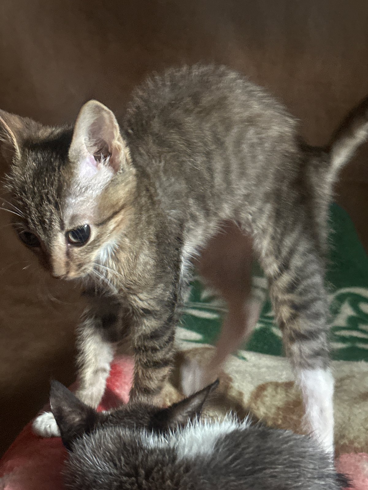 Two kittens chilling indoors in Jos, Nigeria