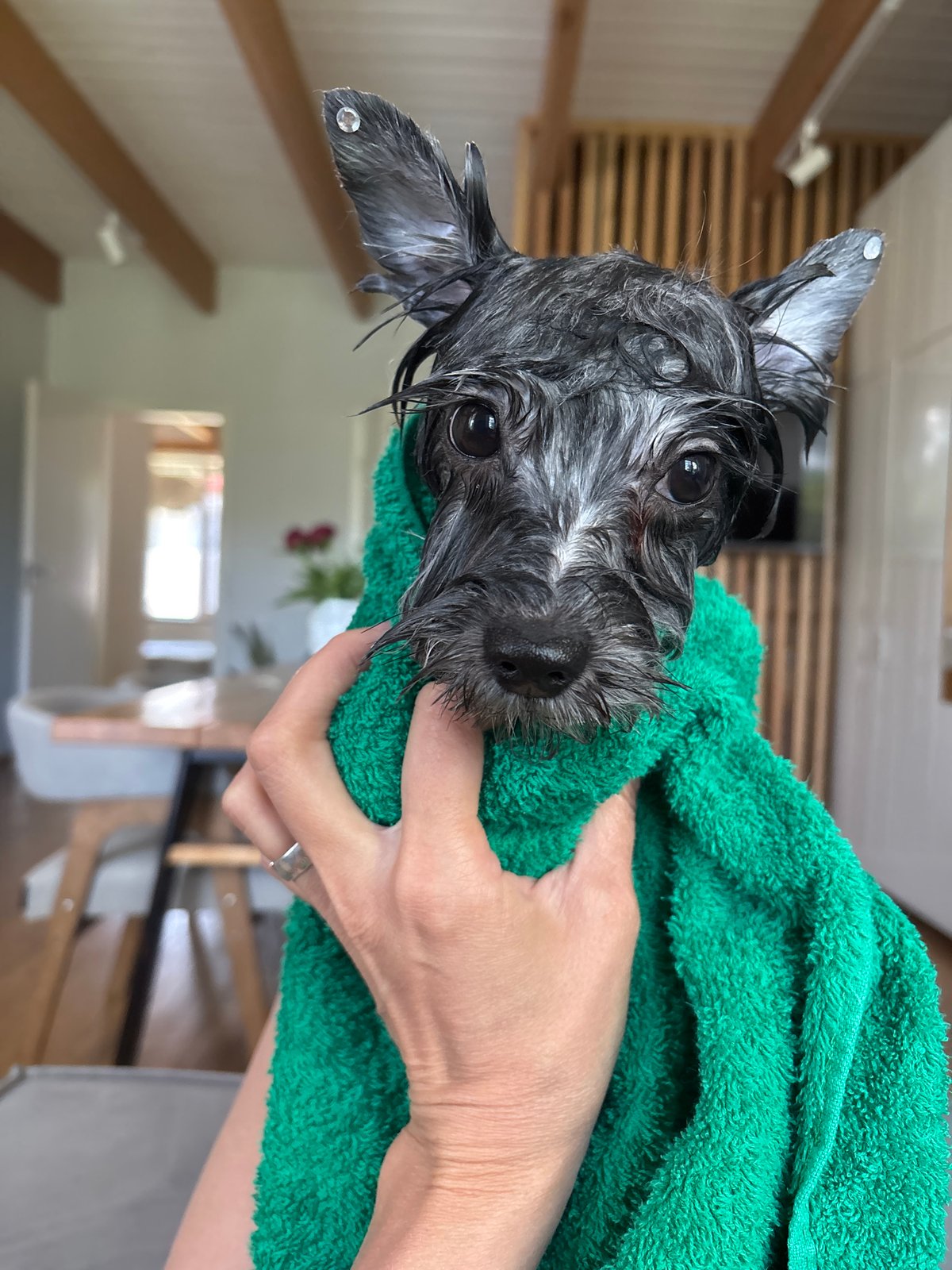 Wet dog wrapped in green towel after bath in Chaikovsky