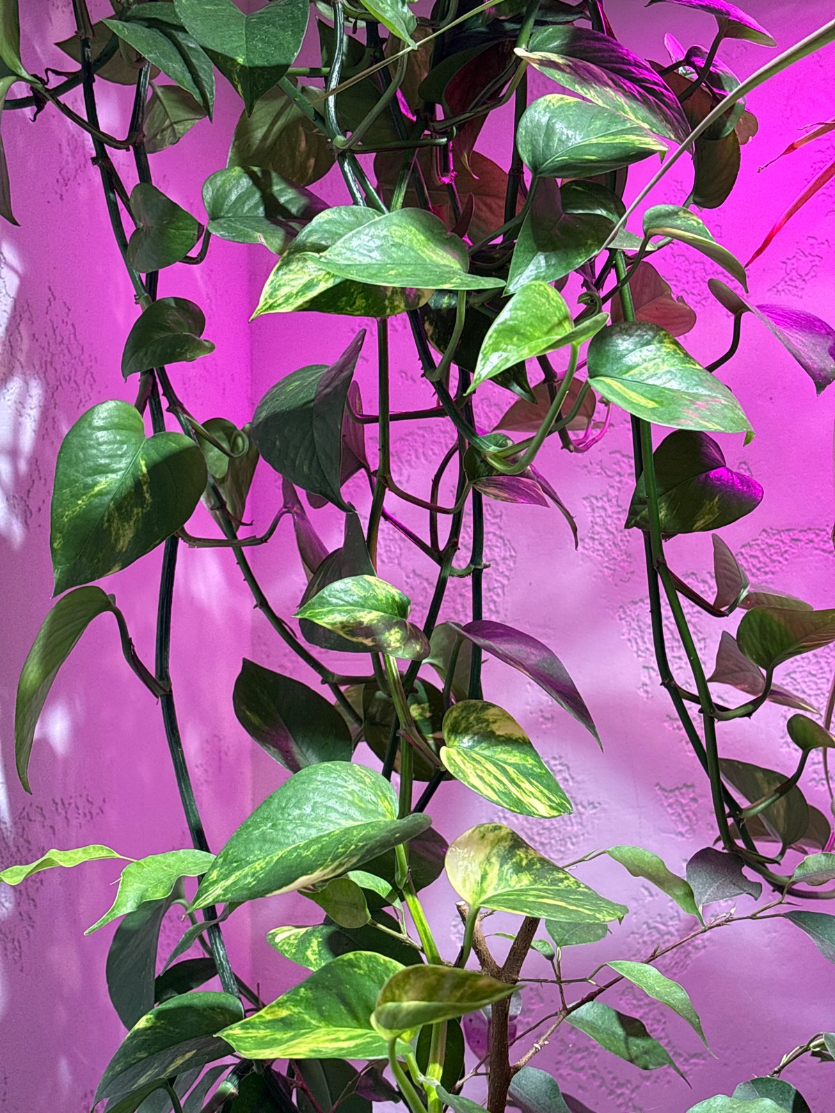 Plants, records, and abstract art in a Kazan apartment