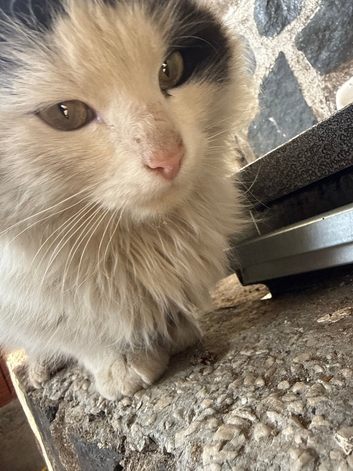 Cat photographed resting on concrete in Parvomai, Bulgaria
