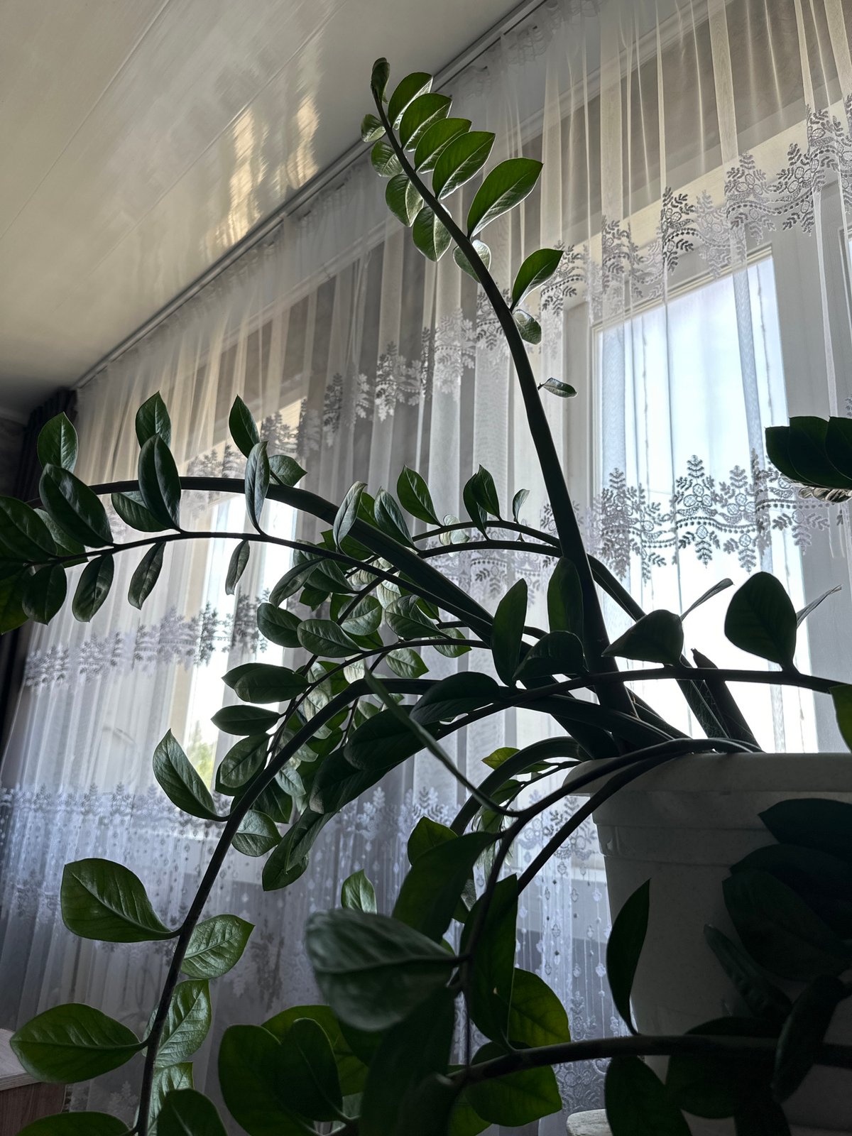 Domestic scenes: plants, decorations, garden, wall textures documented