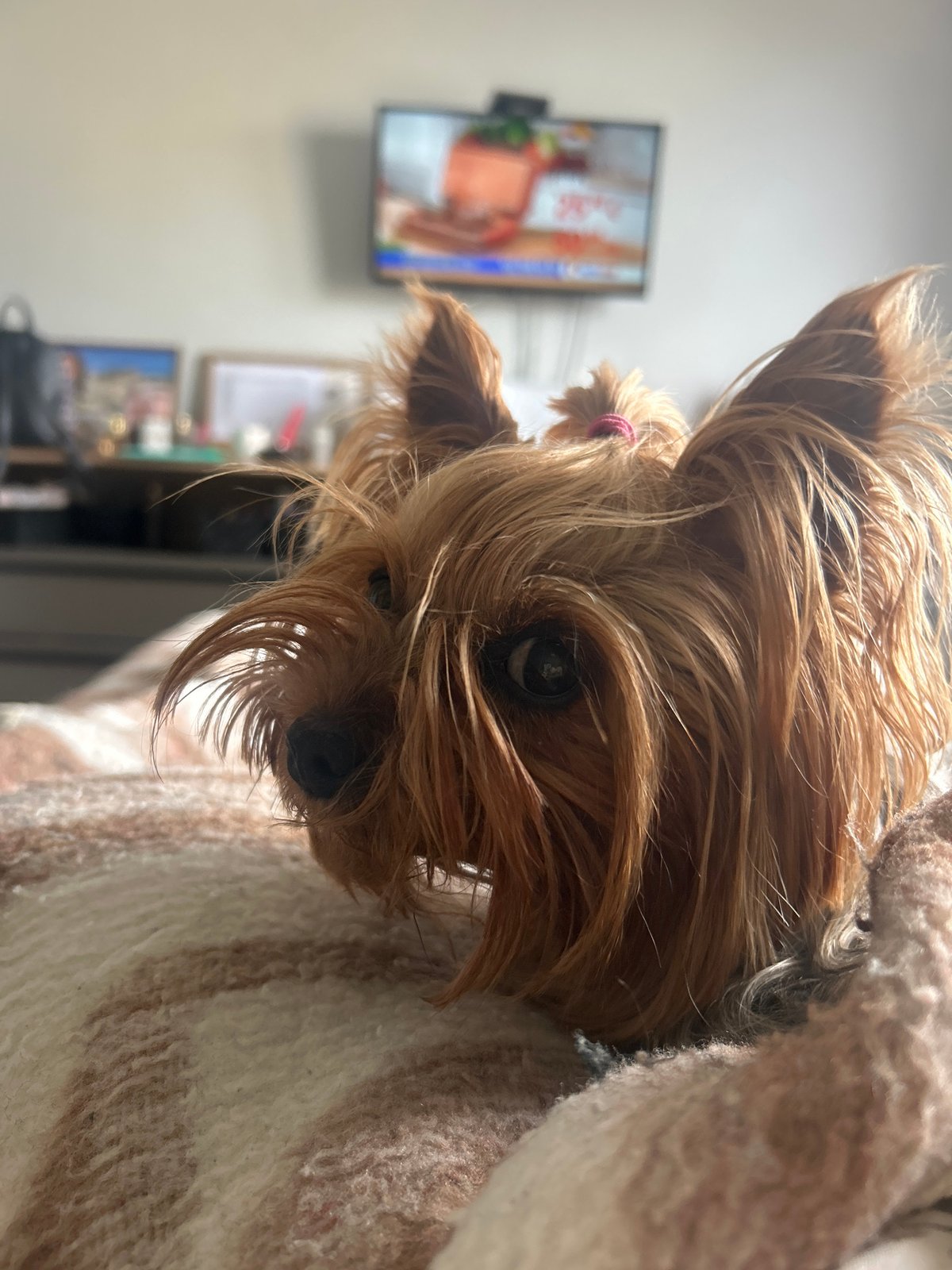 Yorkshire Terrier spotted around Burgas amid spring blooms
