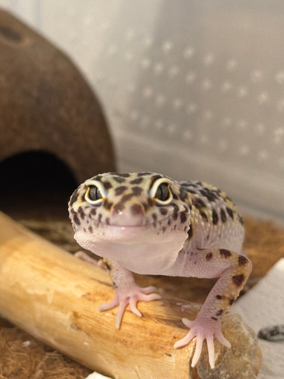 Leopard gecko photographed during brief session in Izhevsk, Russia