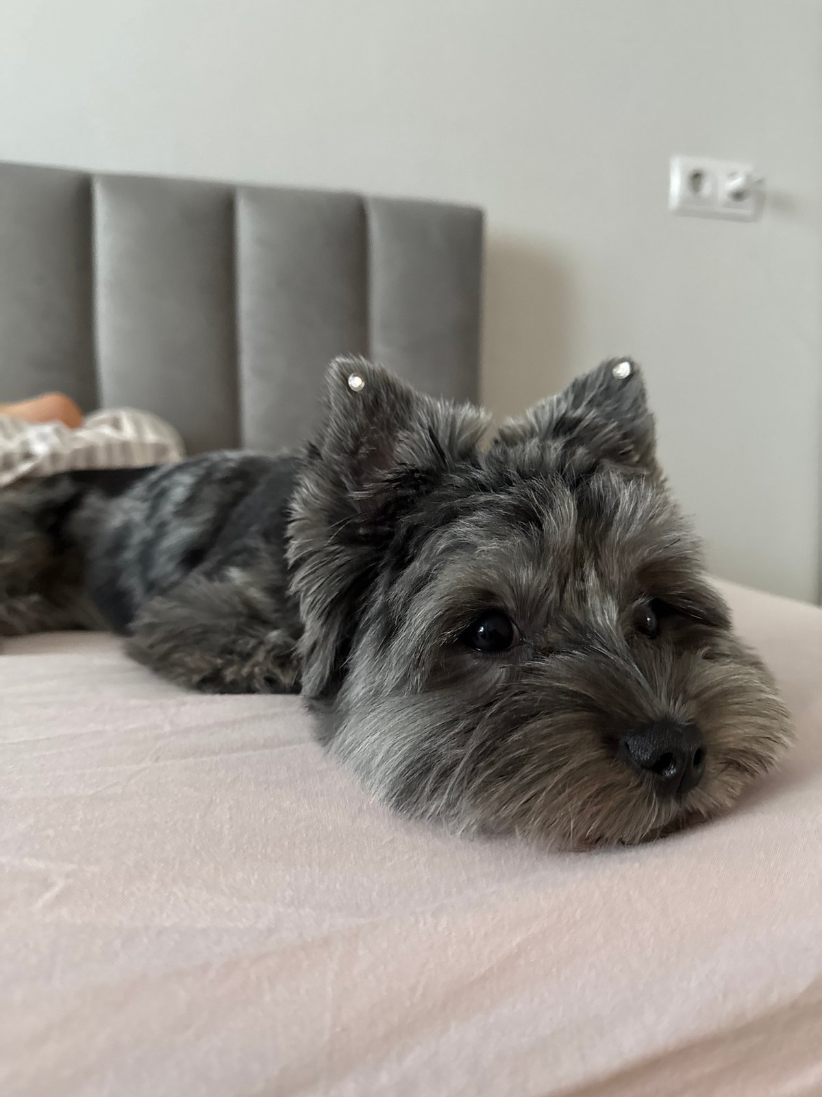Dogs relaxing at home, rope toy in frame