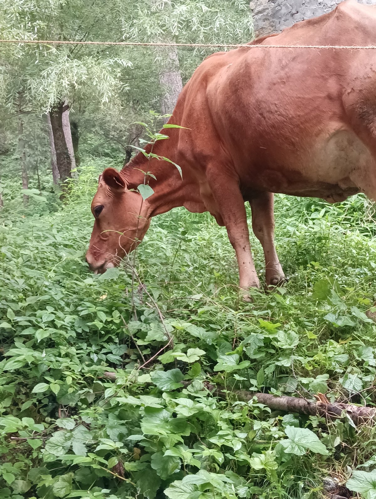 Cattle, pine forests, and quiet hillsides in Manali