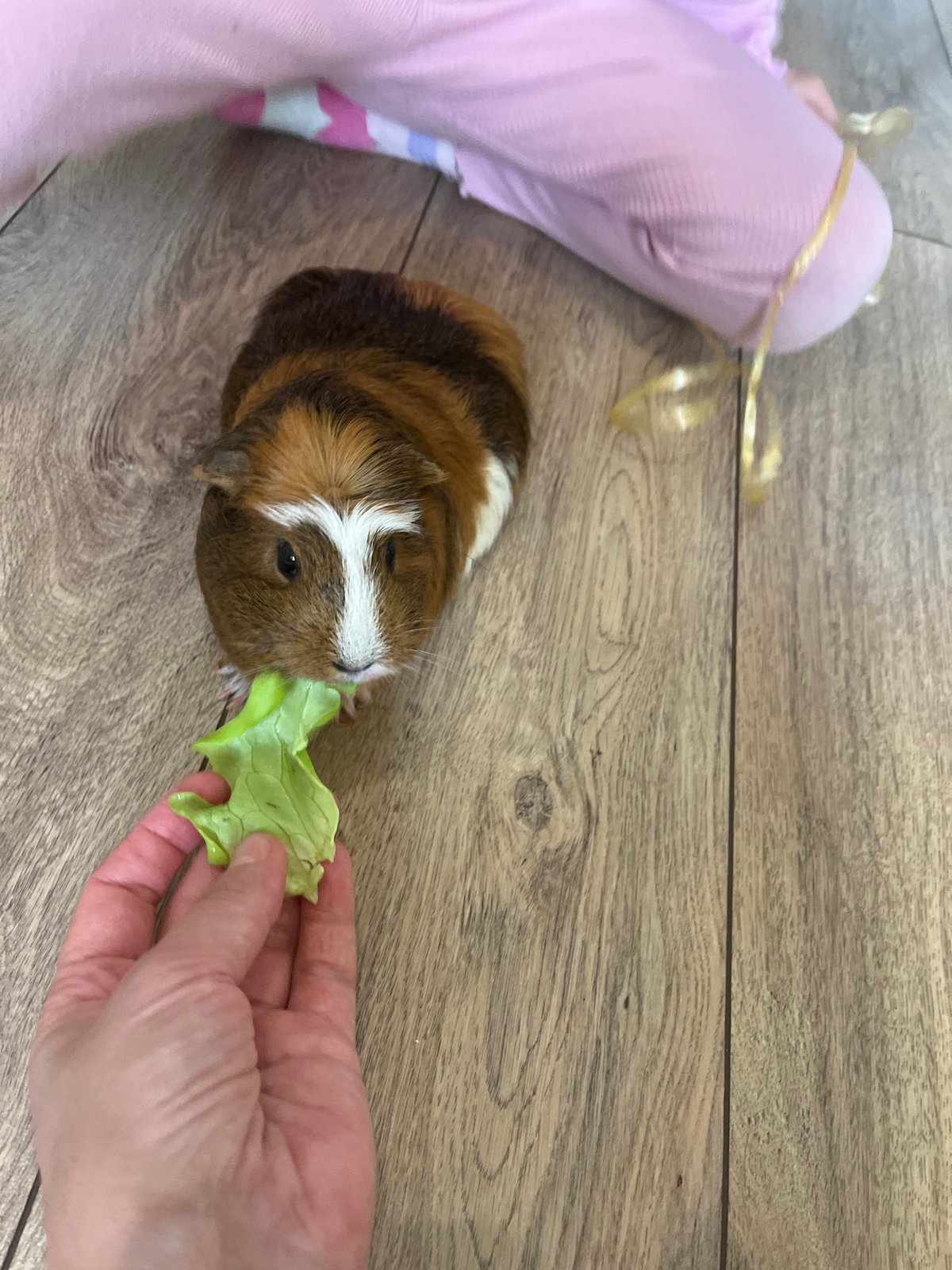 Child with face paint feeds guinea pig during balloon play