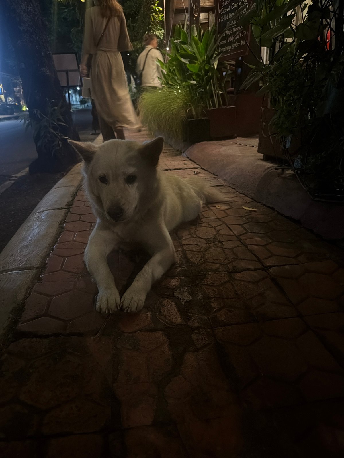 White dog rests on Ubud street during afternoon
