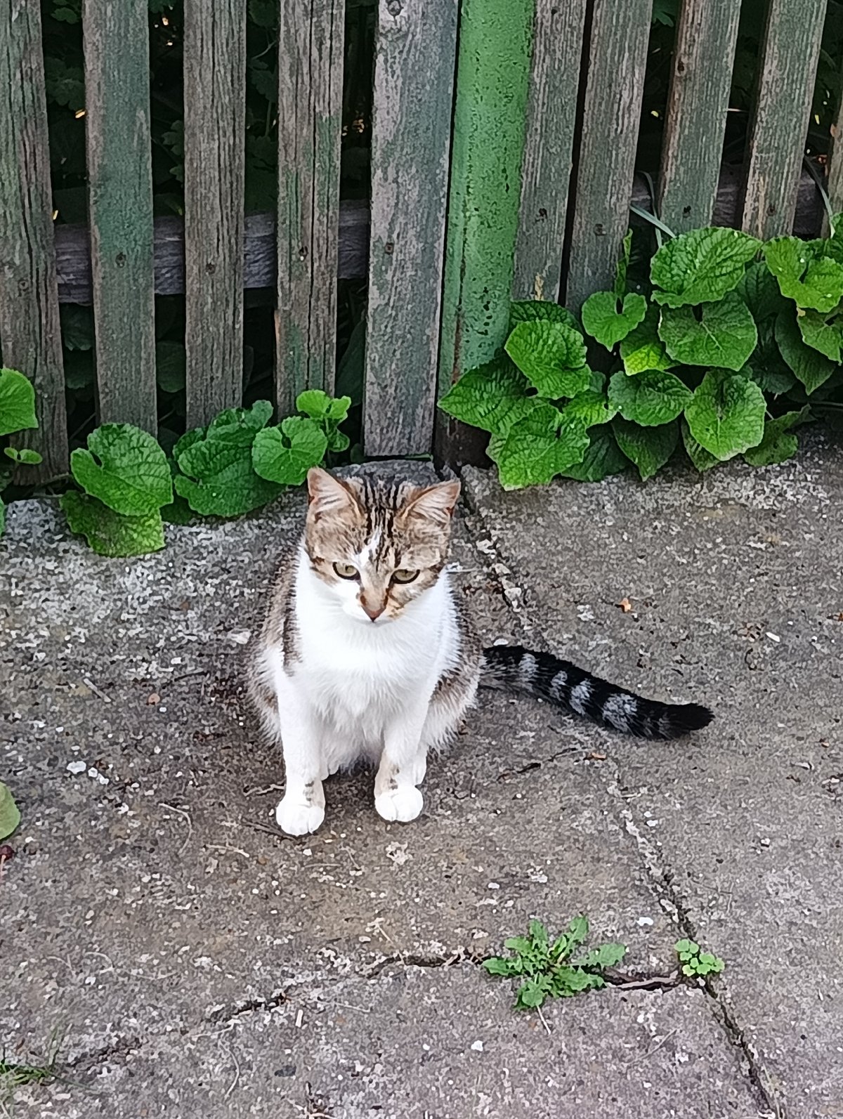 Cats rest on concrete amid flowers and foliage