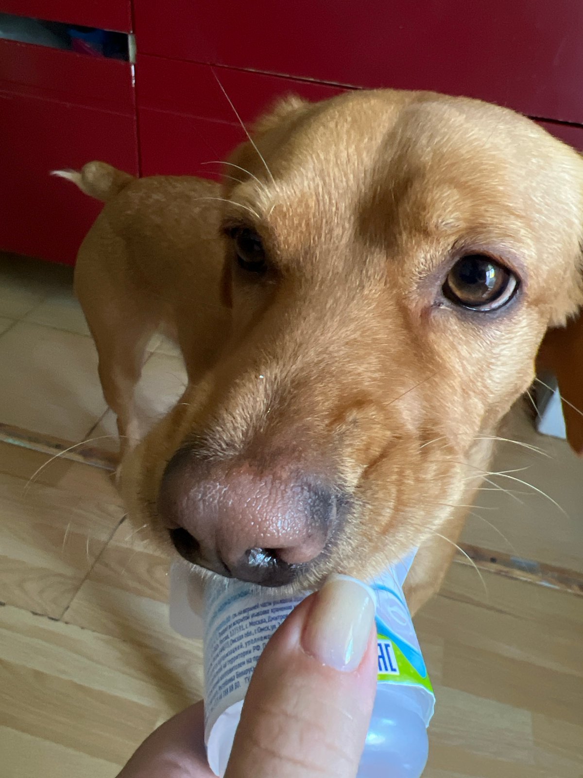 Dog receives treatment from owner in Chaikovsky, Russia