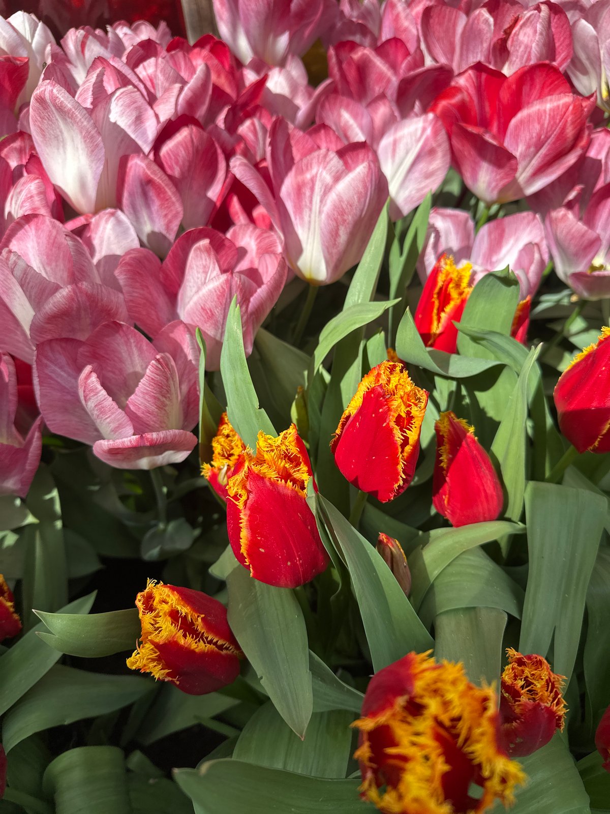 Spring garden scene documented by witnesses in London