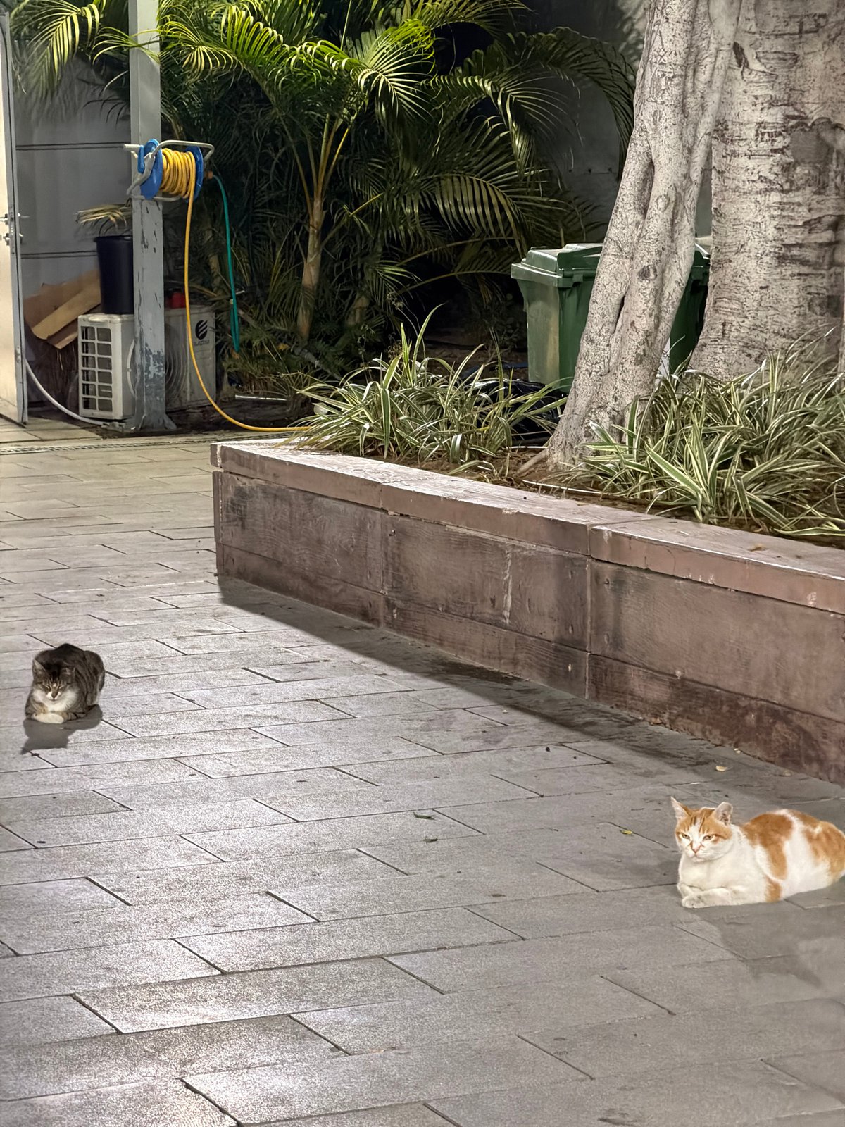 Two cats spotted in Tel-Aviv street scene