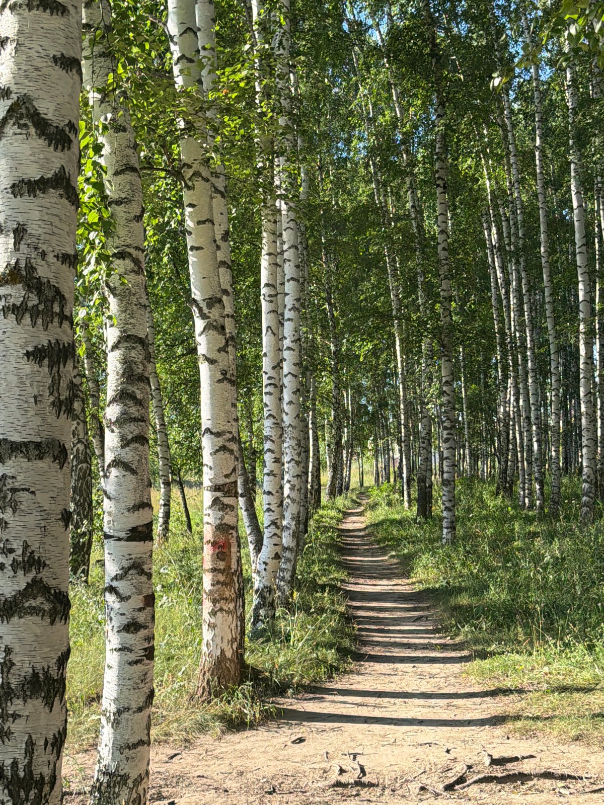 Birch forest walk with meadows, wildflowers, and city on the horizon