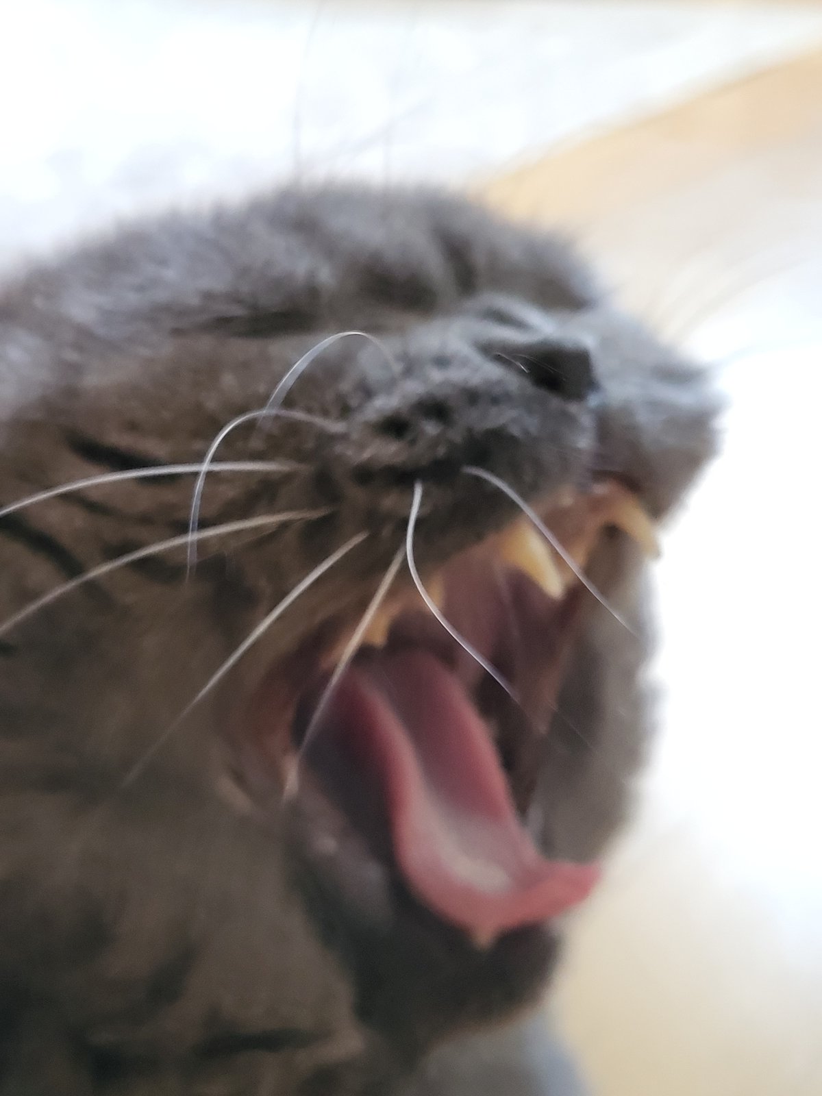Gray cat napping, yawning, and grooming at home