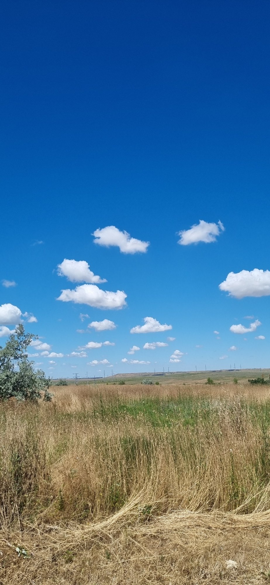 Summer field in Ukraine, one ripe blackberry in hand