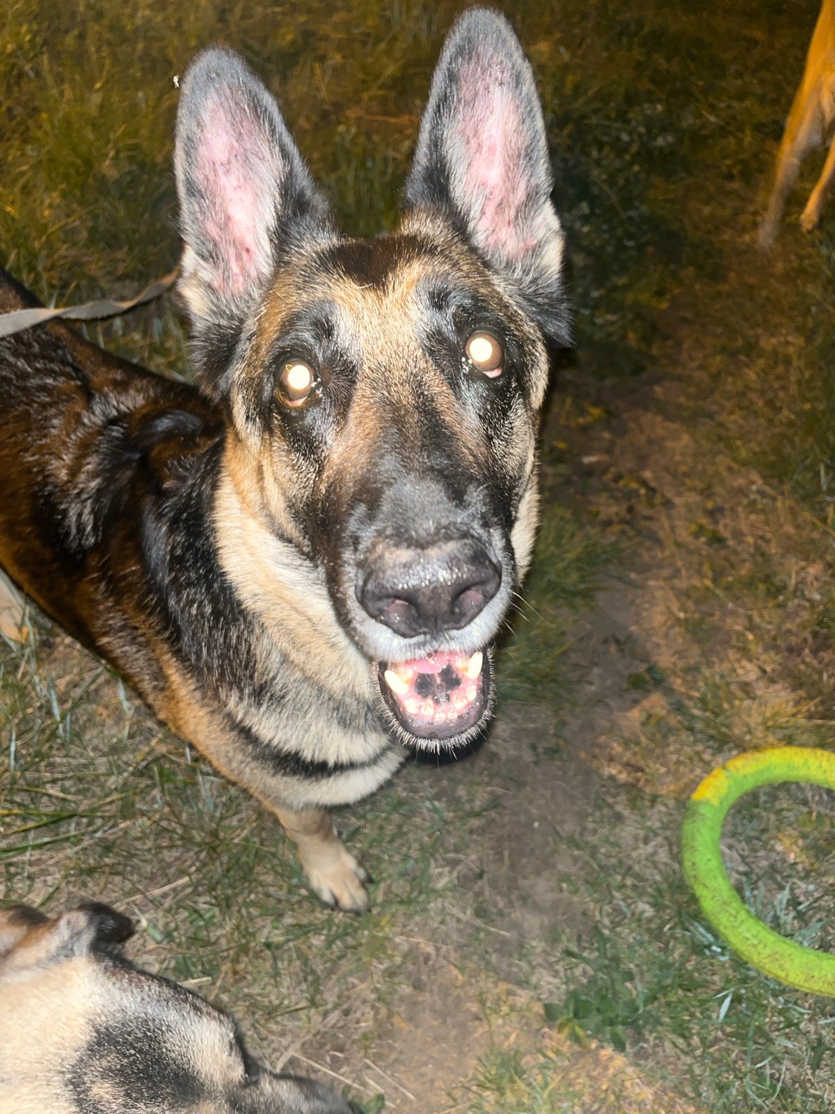 Dogs play and rest in Nizhny Tagil evening hours