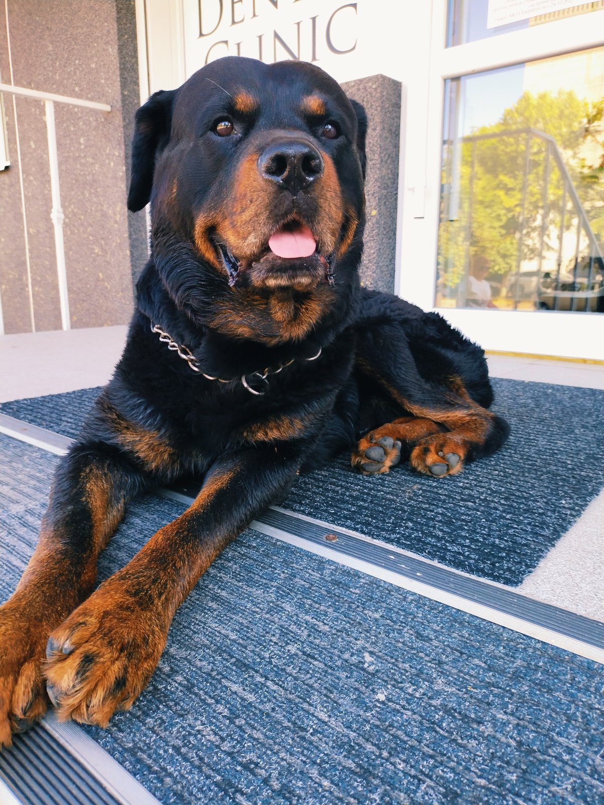 Morning stroll through Horishni Plavni with a Rottweiler in tow