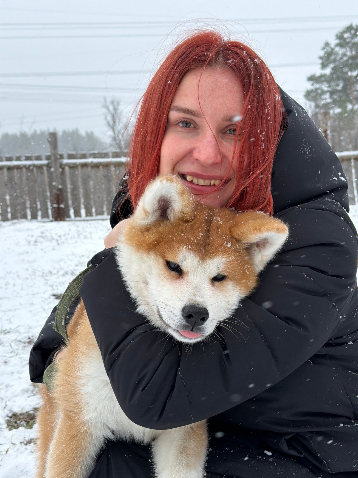 Morning domestic life captured in Chaikovsky apartment with Akita puppy