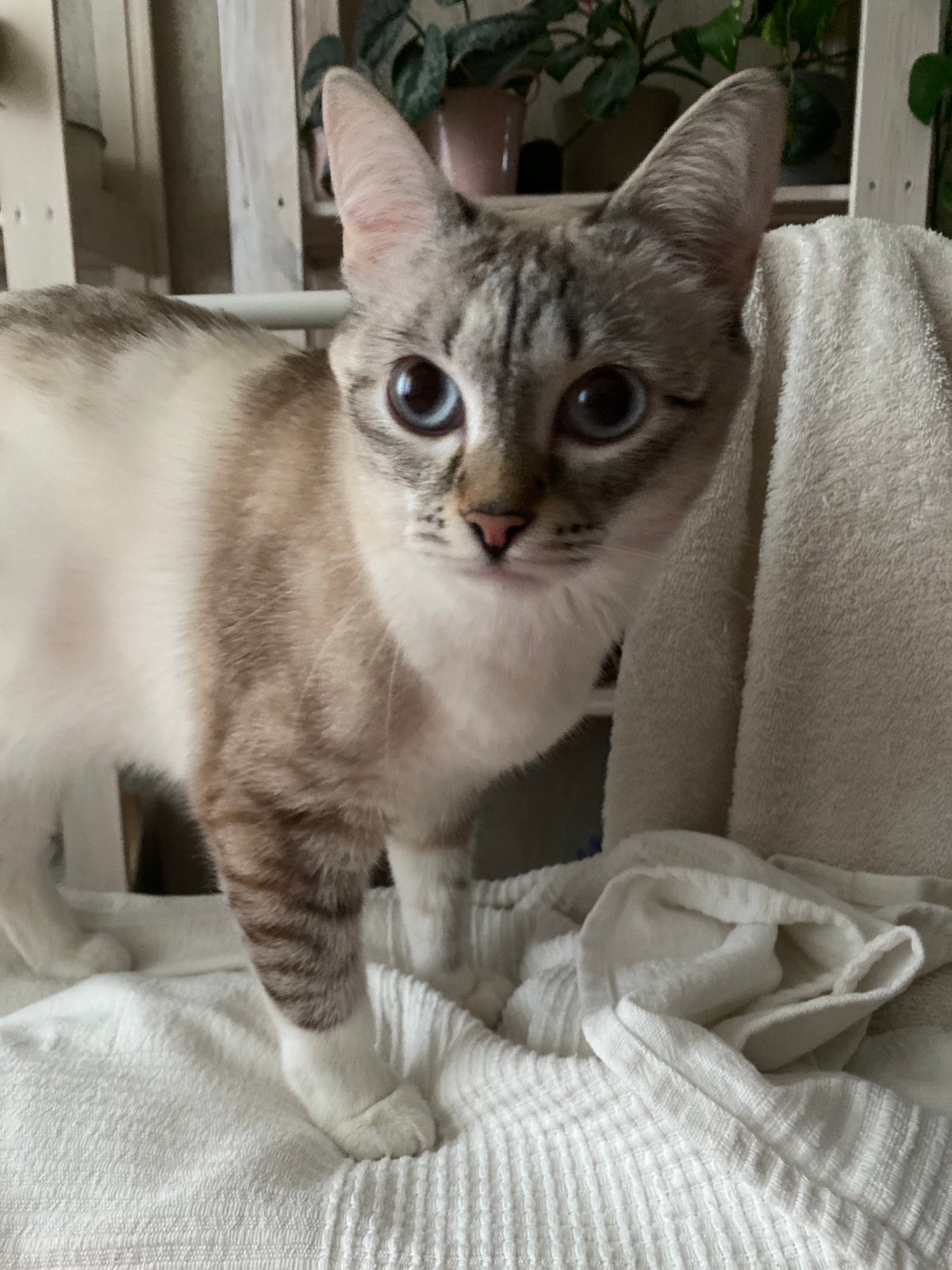 Blue-eyed cat photographed indoors in Yekaterinburg home