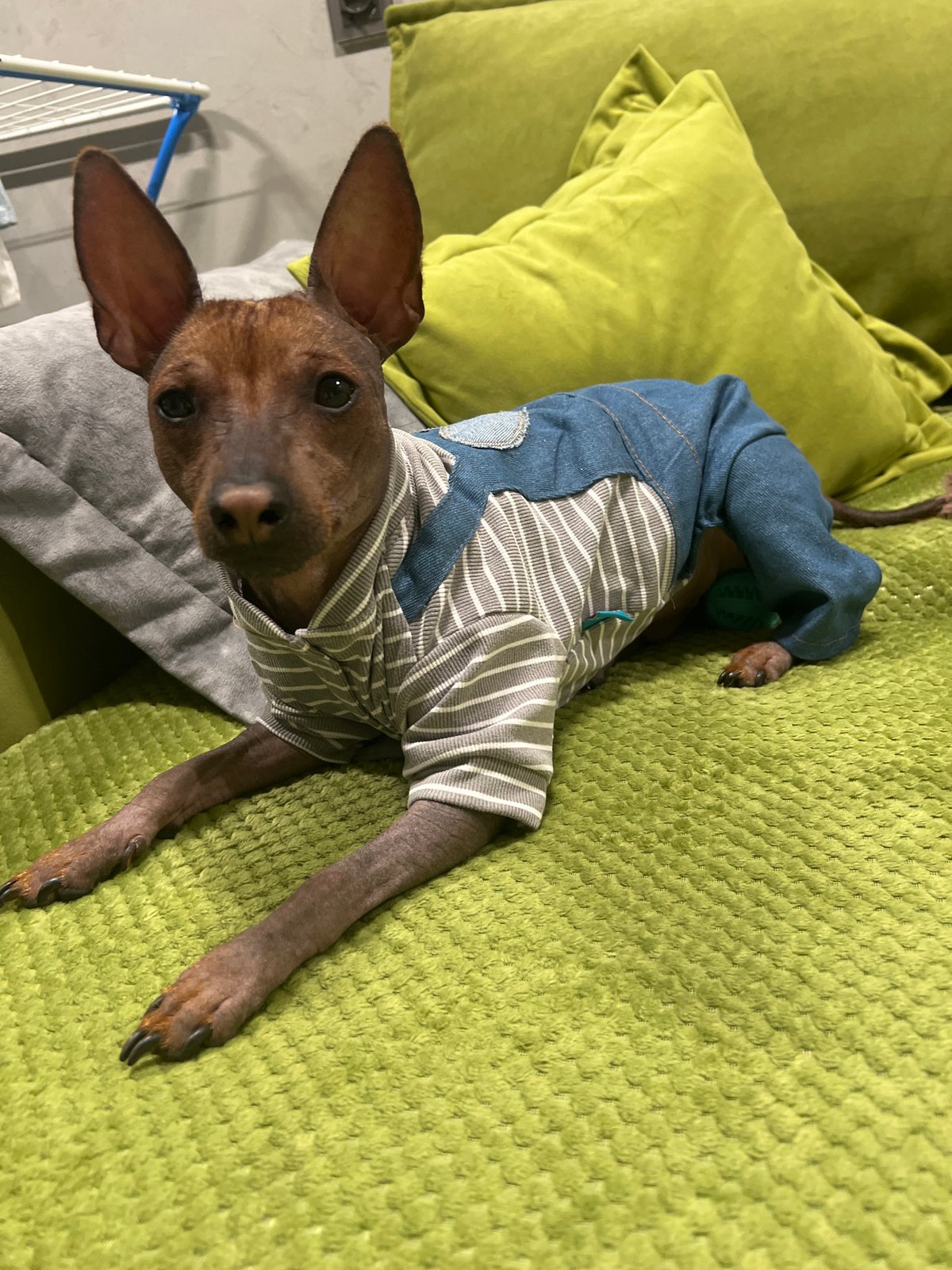 Pets in striped shirts captured in Chaikovsky home