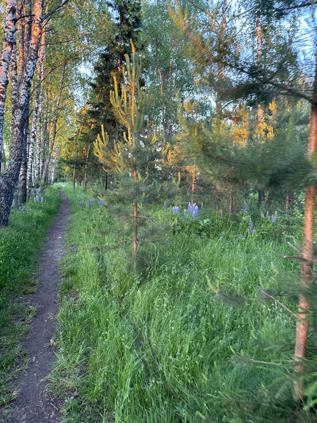 Evening walk through lupine-lined paths in rural Russia