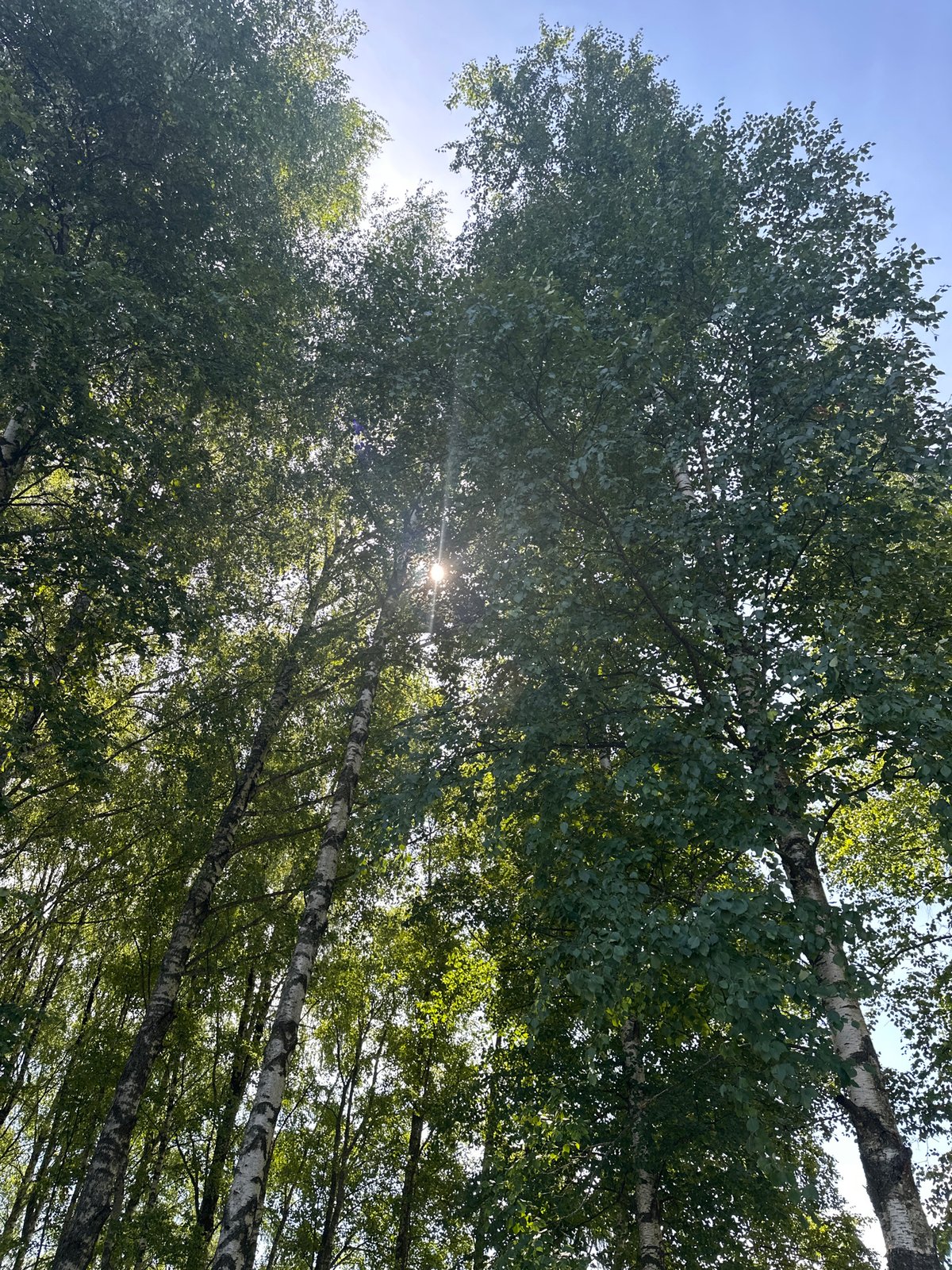 Exploring sun-drenched park paths through dense evergreen corridors