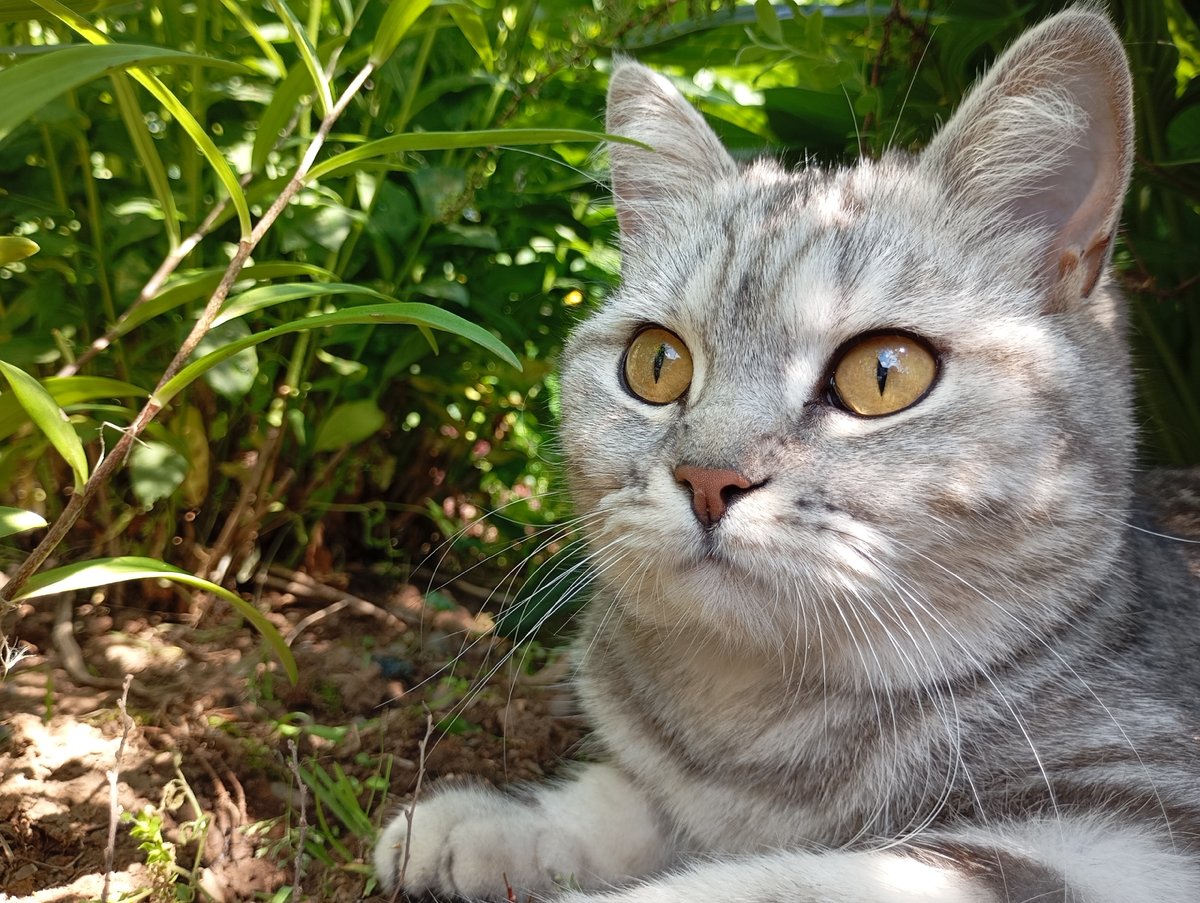 Tabby cat explores morning garden vegetation in Фоки, Russia