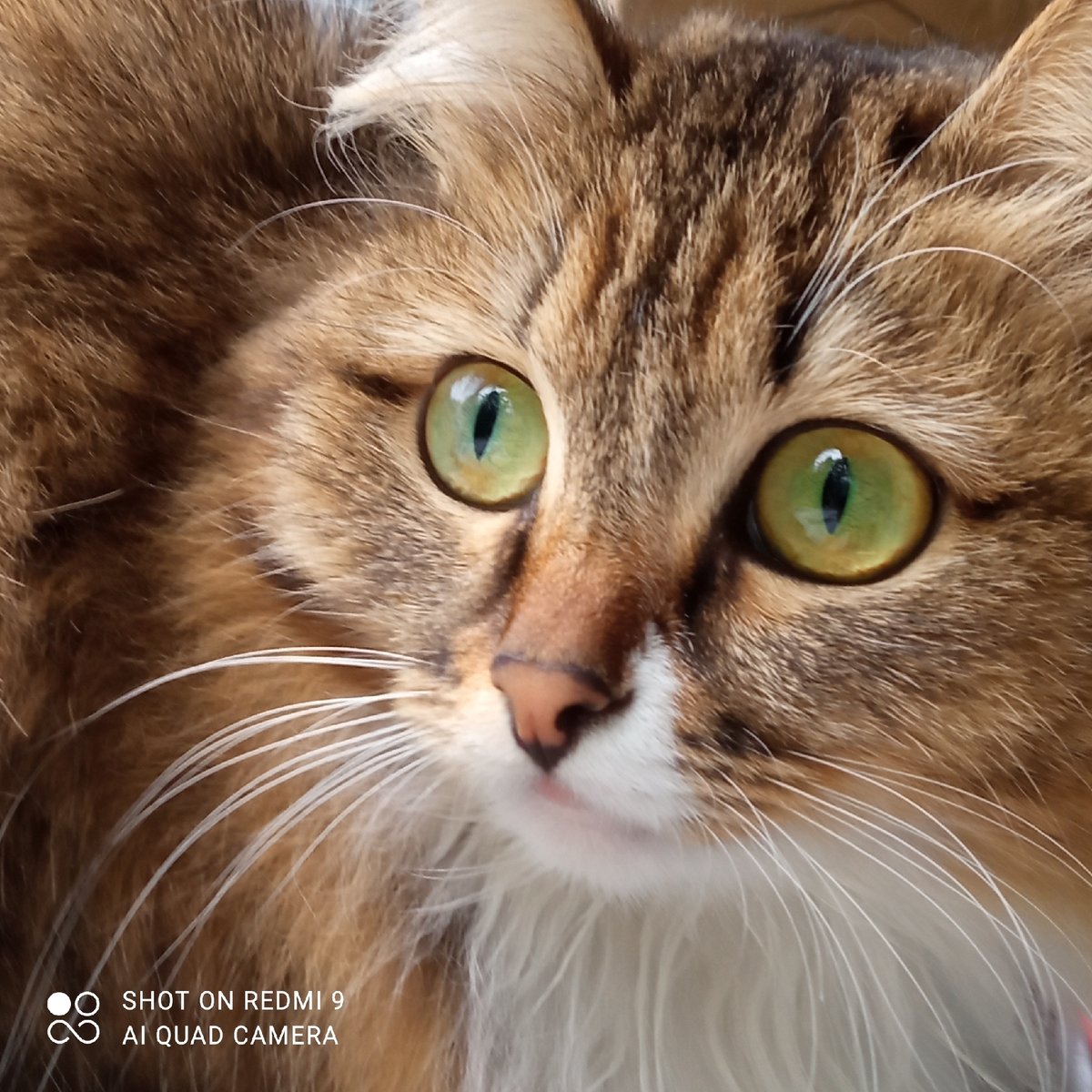 Cat photography session and flower arrangement captured in Chaikovsky