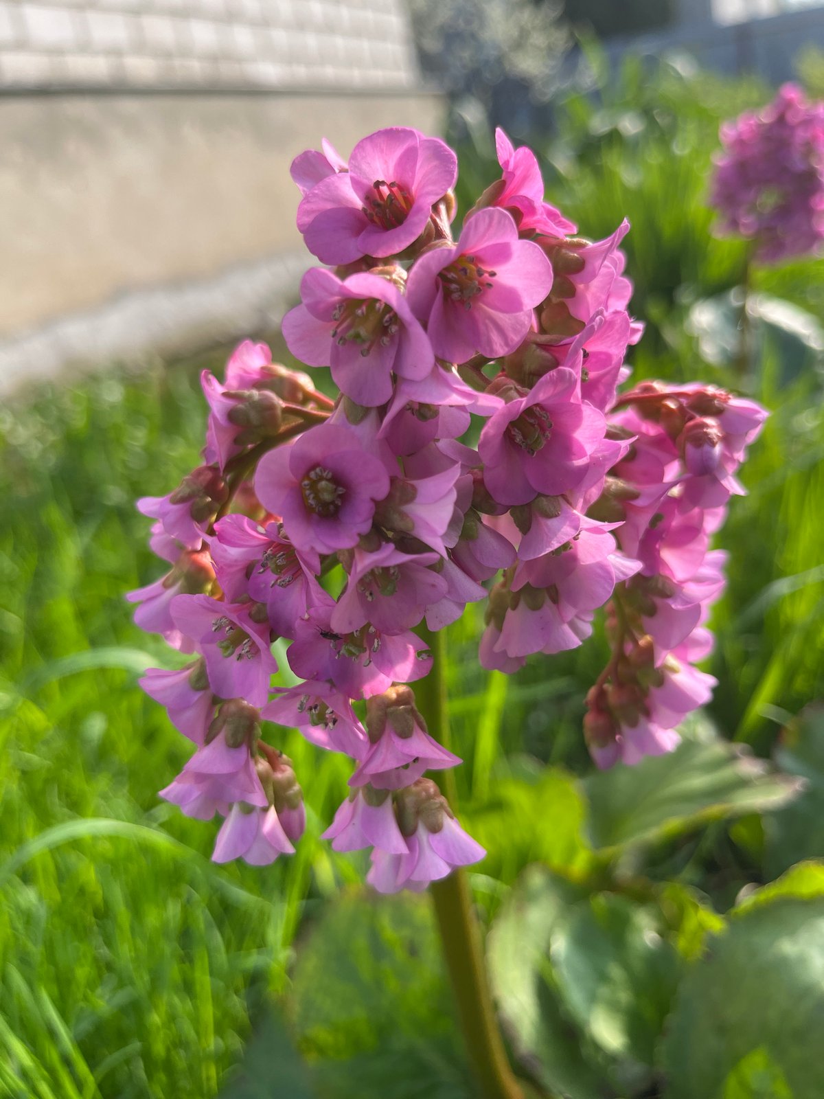 Spring flowers documented across Russian village gardens