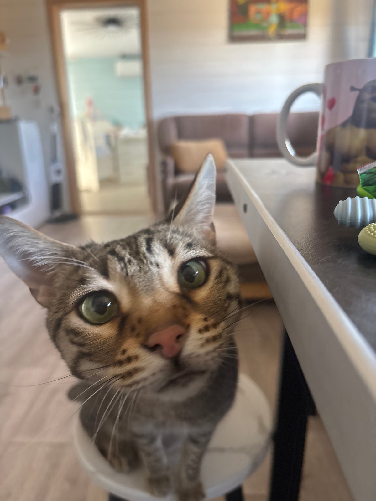 Cat plays with toy mouse near food bowl in Russian home