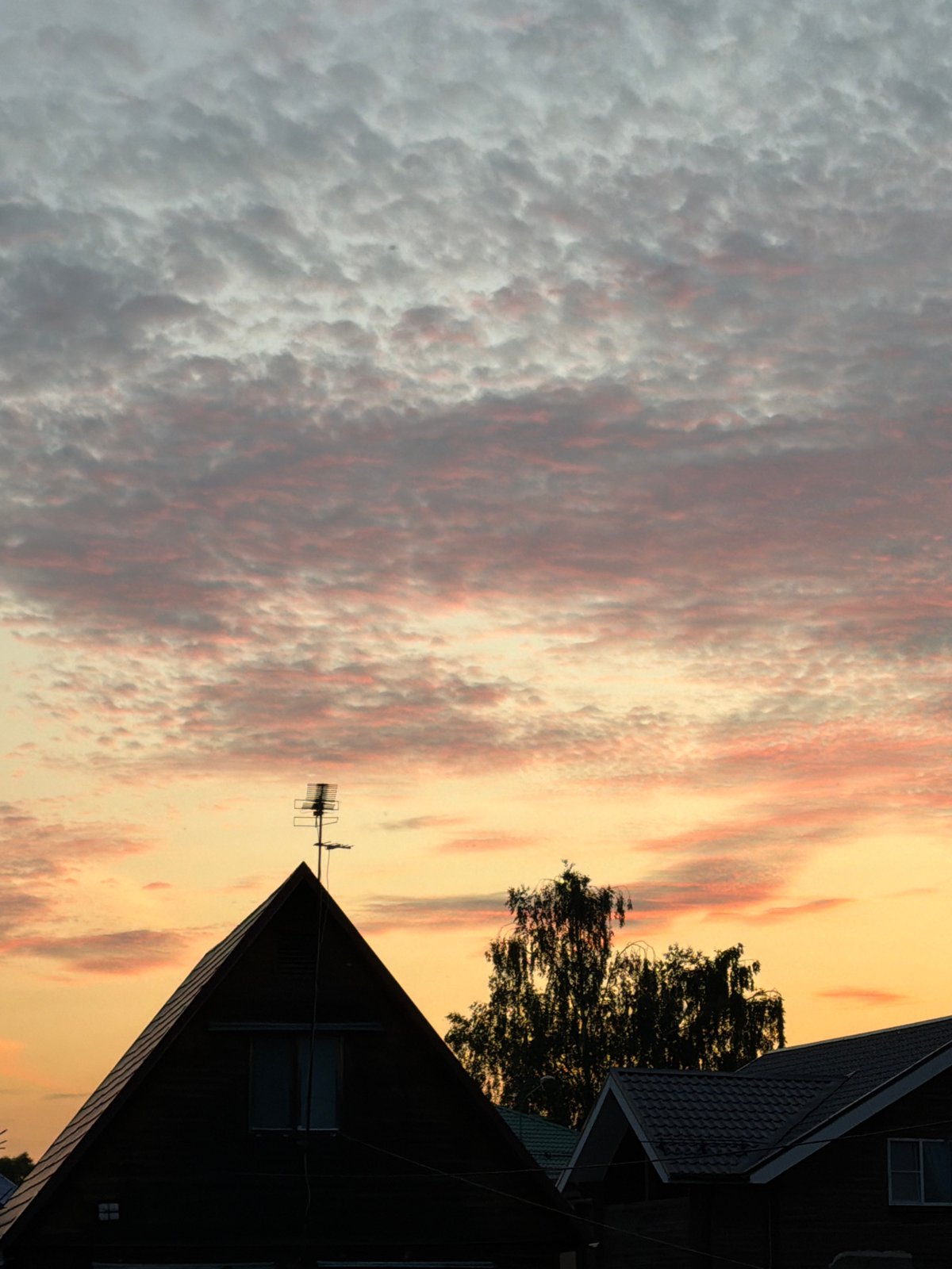 German Shepherd spotted roaming Russian village roads at sunset
