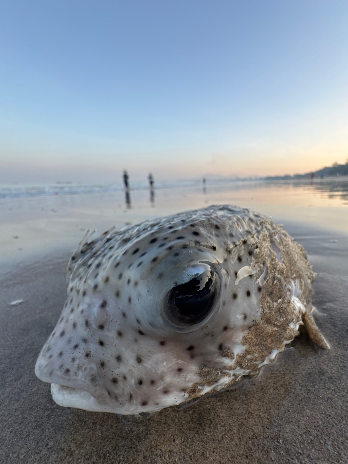 Dead pufferfish washes ashore at Kuta beach amid fishing activity