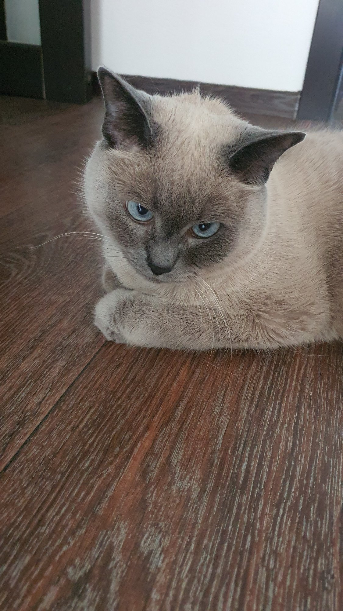 Siamese cat lounging on a wooden floor in Krasnoyarsk