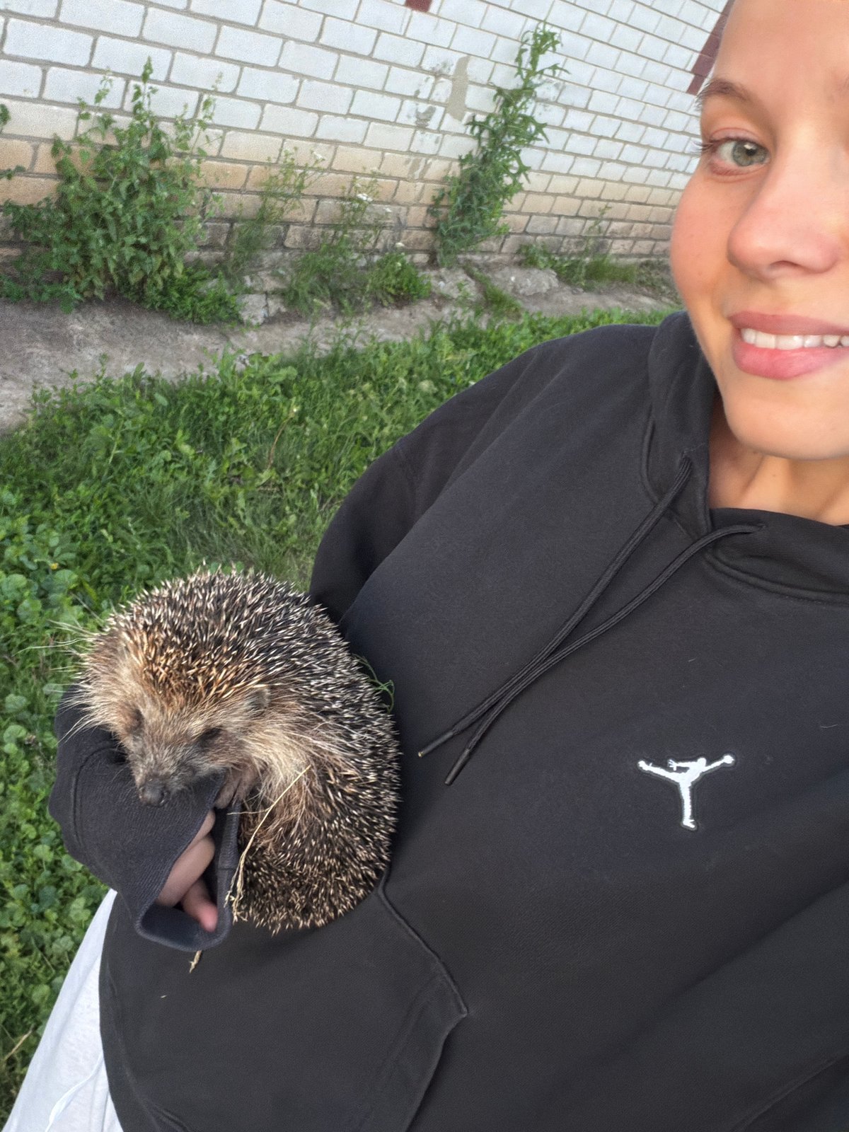 Hedgehog encounter at golden hour in rural Russia