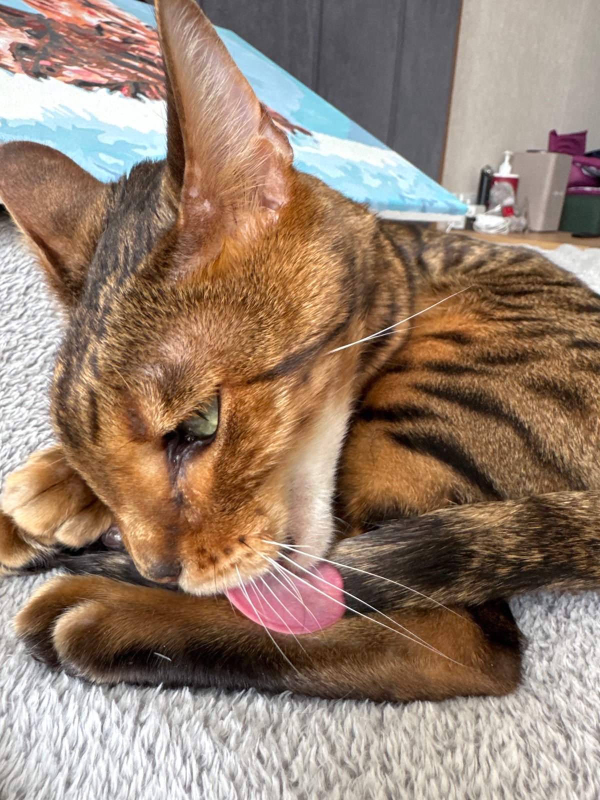Bengal cat rests beside painted portrait of itself
