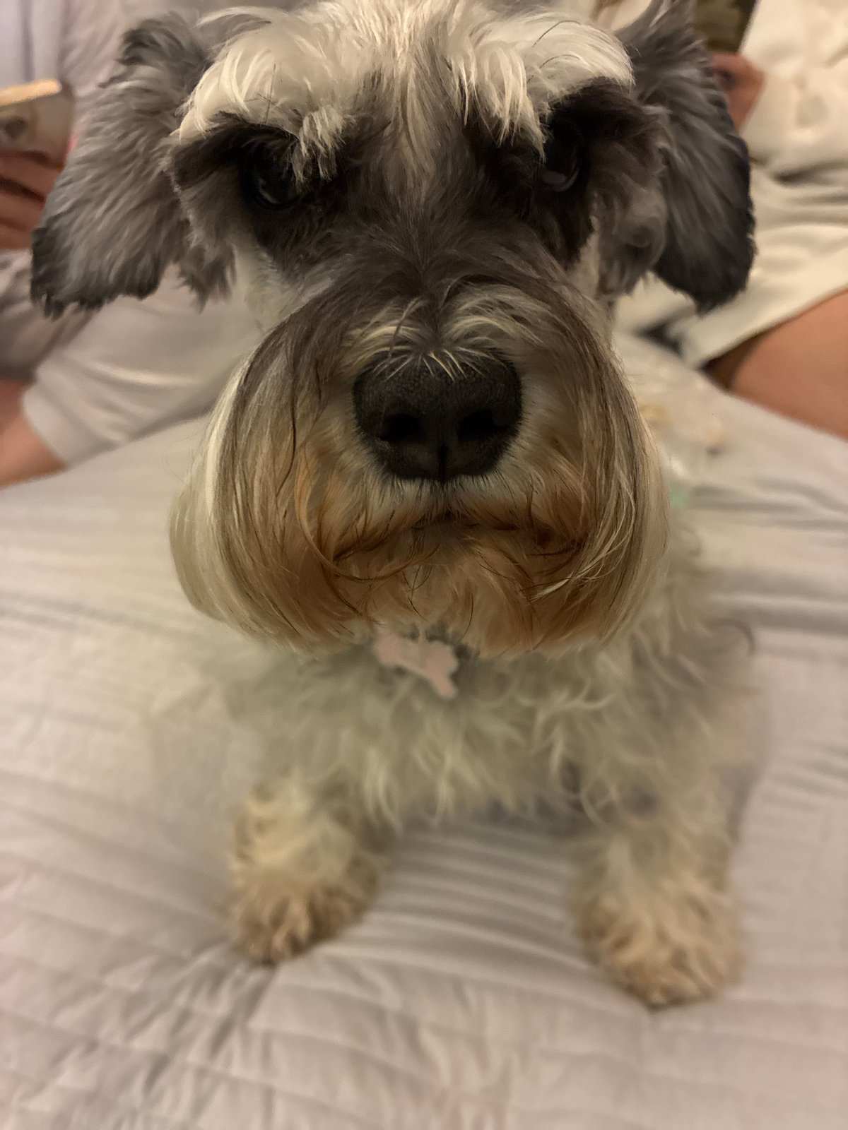 Miniature Schnauzer rests on quilted surface in Mexico