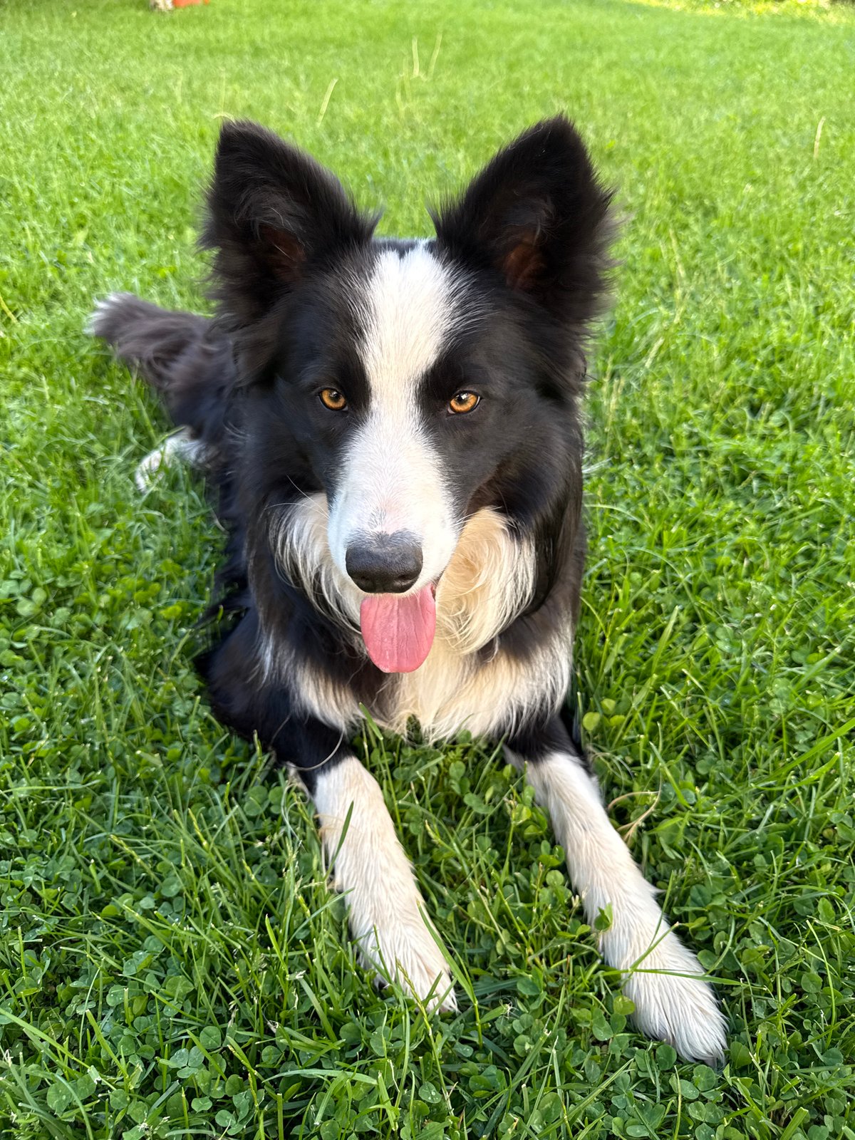 Border Collie and ginger cat spotted in Berkovitsa, Bulgaria