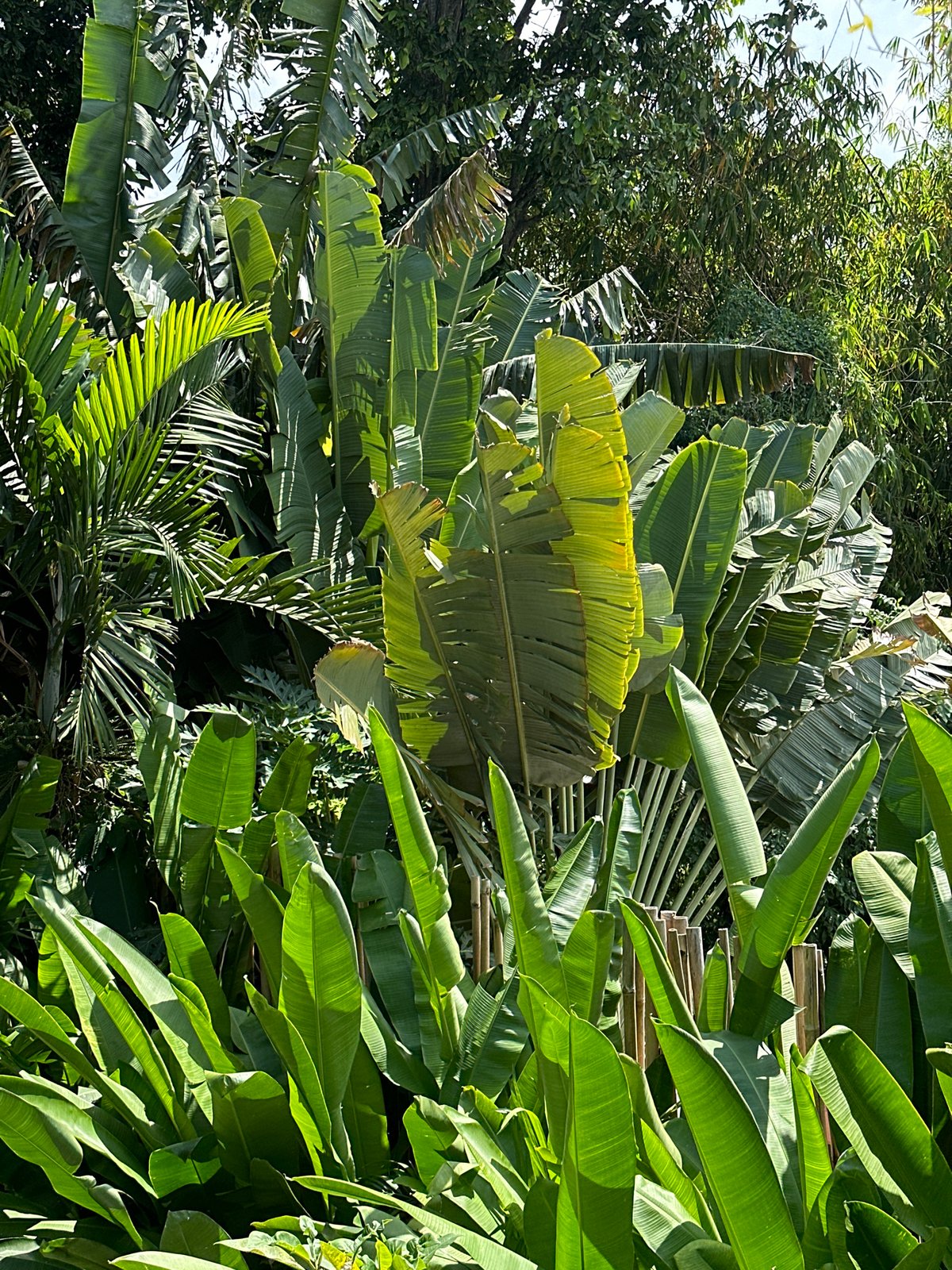 Tropical morning scenes documented over two-hour span