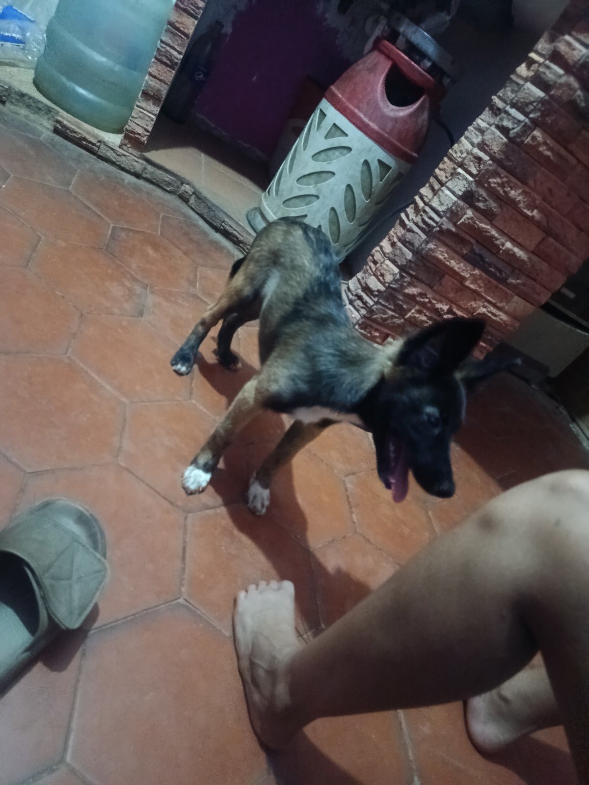 Early morning domestic scenes captured in Juan Griego, Venezuela