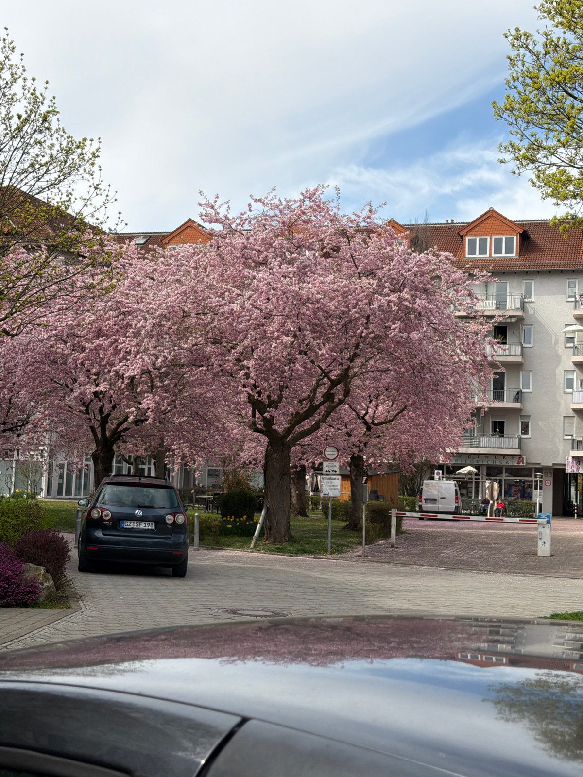 Cherry blossoms bloom along street in Ulm, Germany