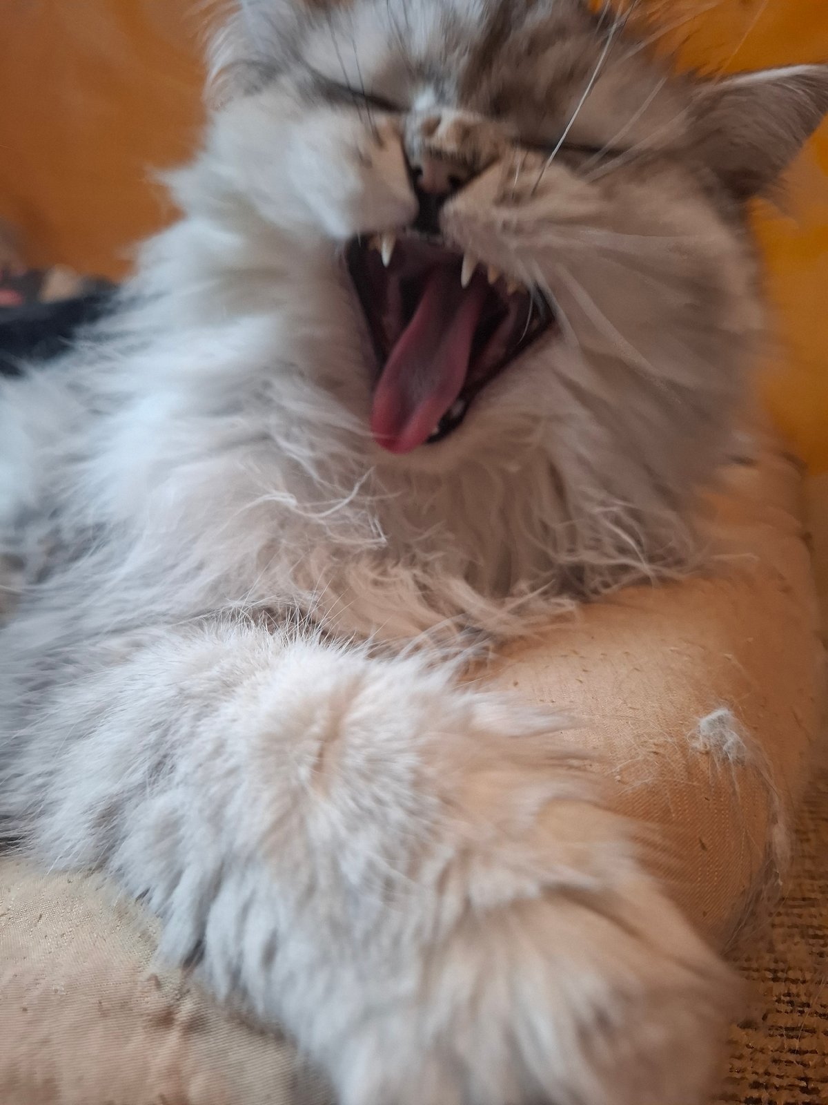 Cat observed yawning and sleeping in Riga