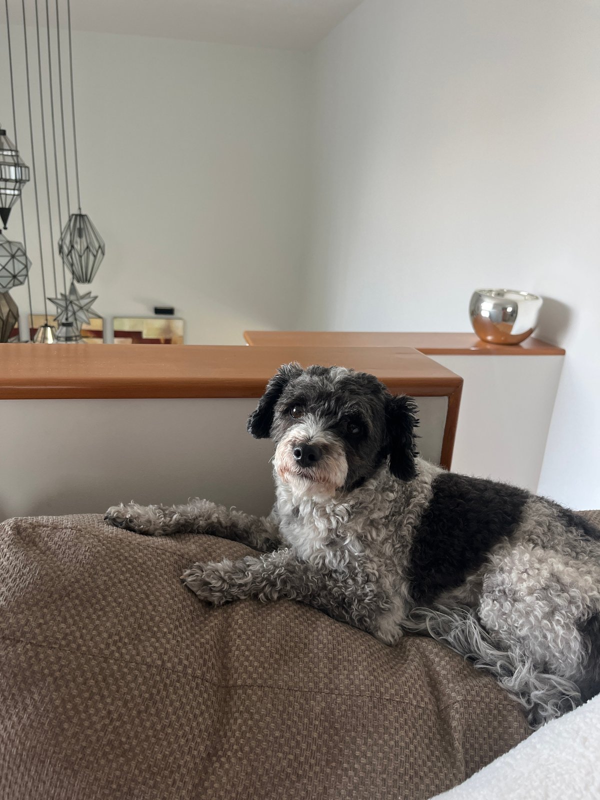 Dog photographed on couch in Mexico neighborhood