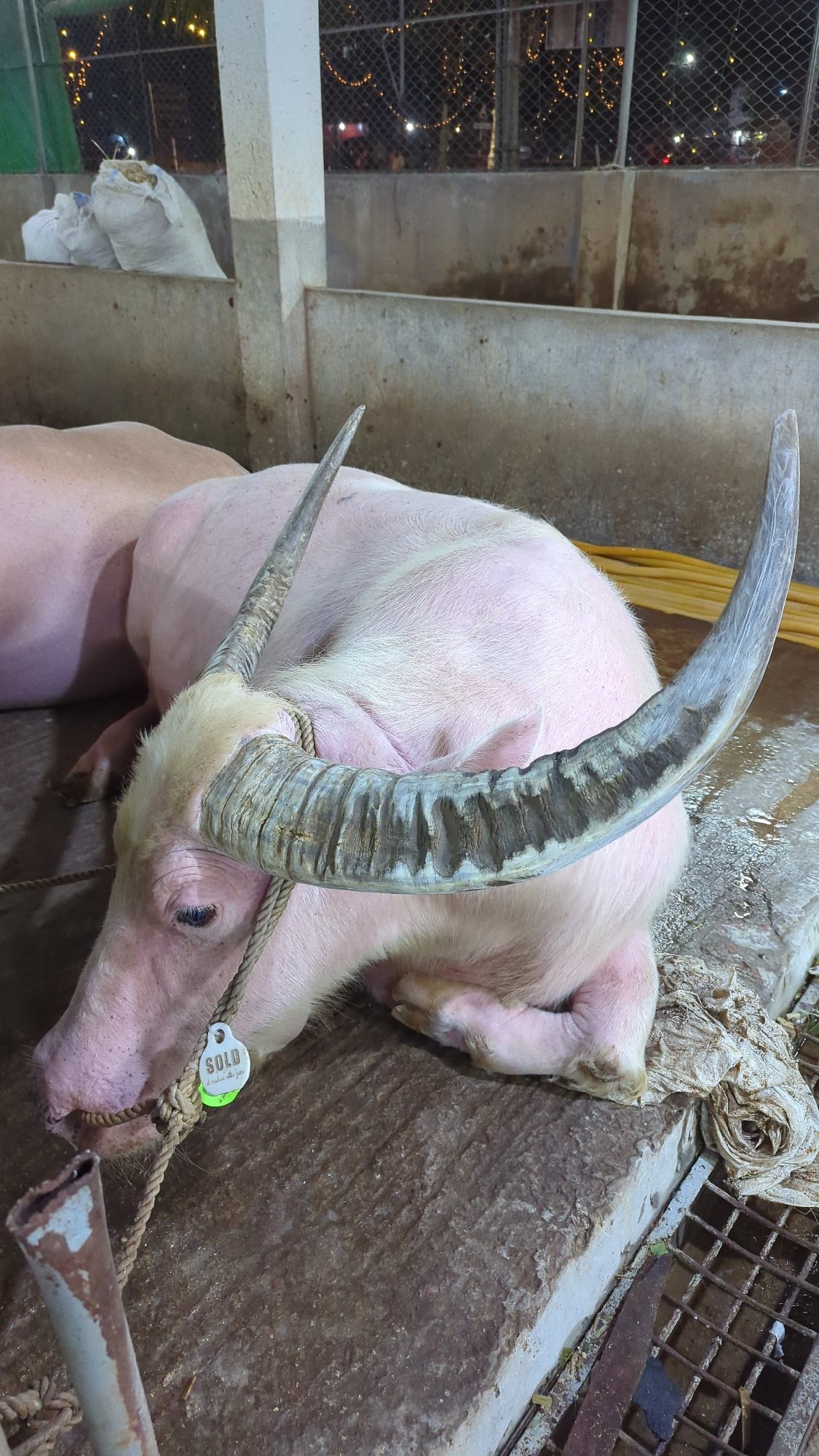 Livestock market activity observed in Dhaka Bangladesh