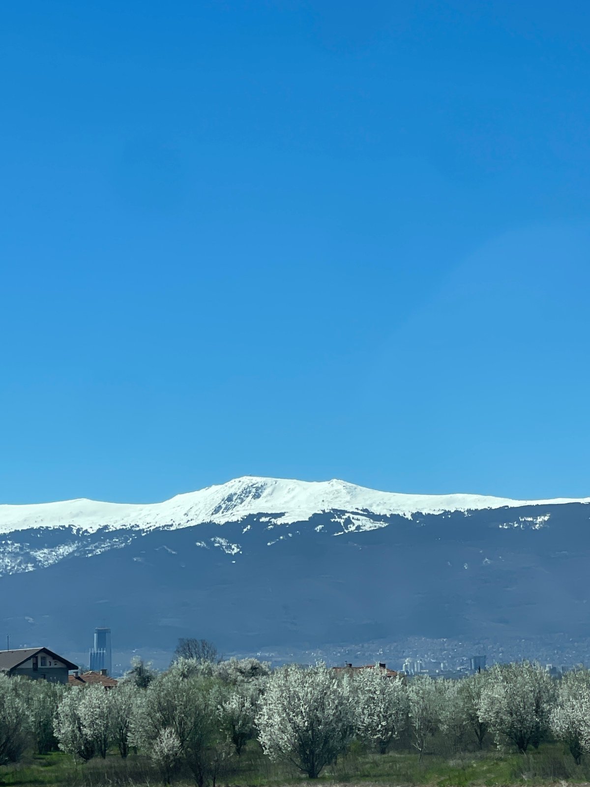 Spring blooms meet snow-capped peaks in Bulgarian mountain vista