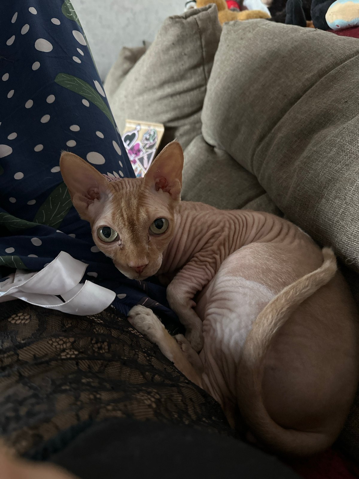 Woman enjoys spaghetti lunch with cats in Vladimir apartment
