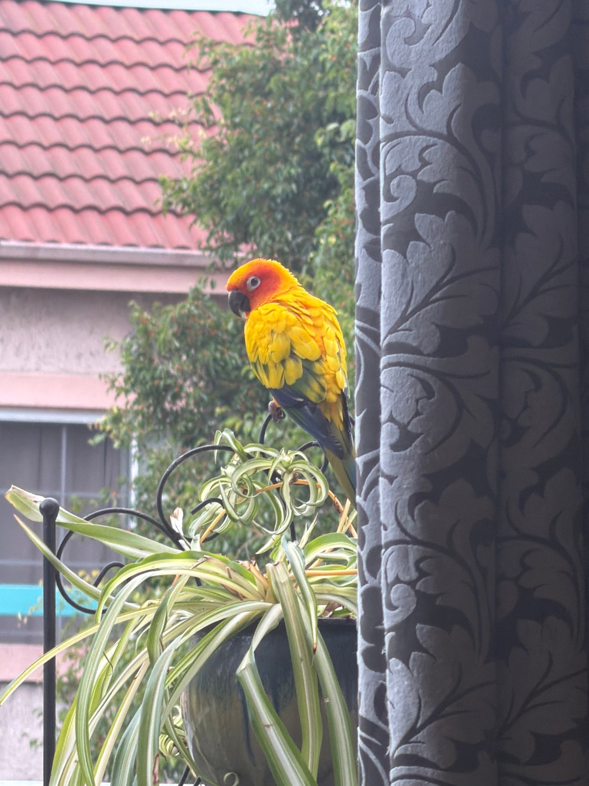 Lazy afternoon at home with a dog, parrot, and laptop