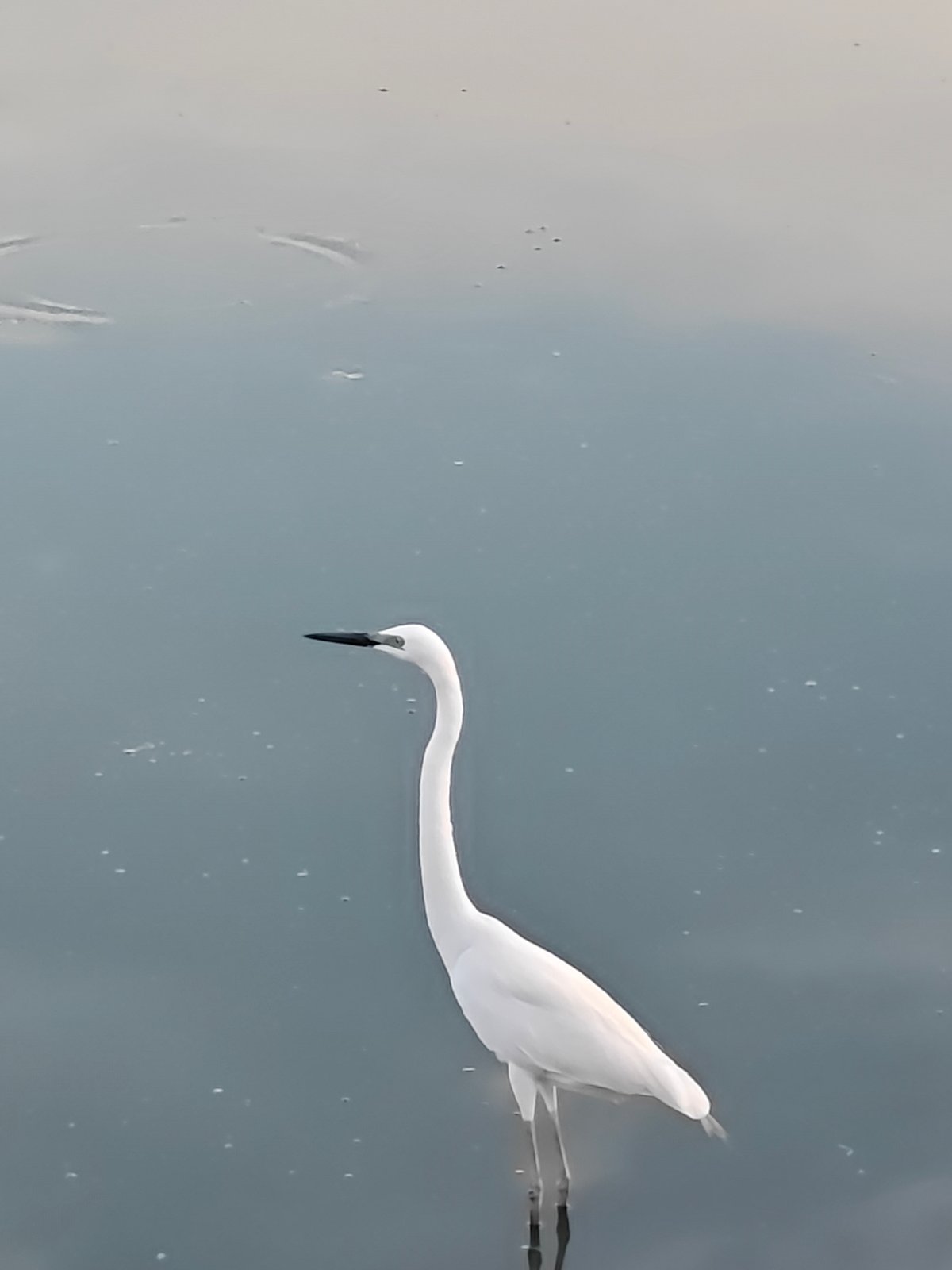 Egrets roost and glide across Lhokseumawe's fishing waters